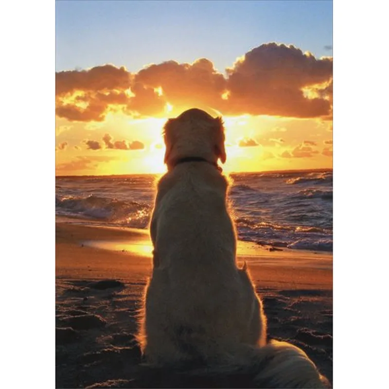 Golden Retriever Sunset Card for Pet Loss and Remembrance