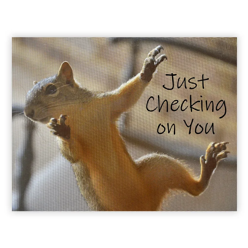 Squirrel Clinging to Screen Card – Squirrel on window screen with handwritten Just Checking on You – Greeting Card in black
