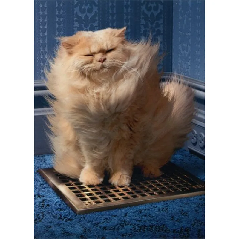 Fluffy Cat Card: A Puffy Orange Cat Who Just Had a Breeze