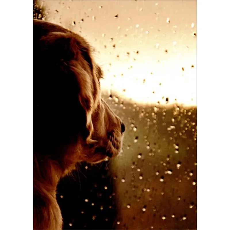 Dog Watching Rain Card for a Pet Loss Sympathy Moment