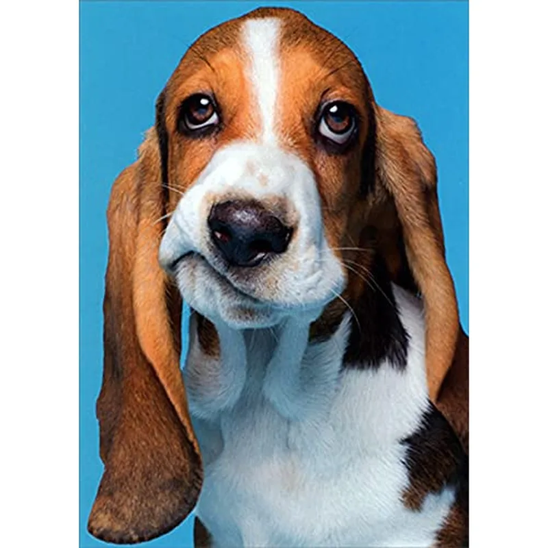 Basset Hound Card for a Soulful Pup Lover