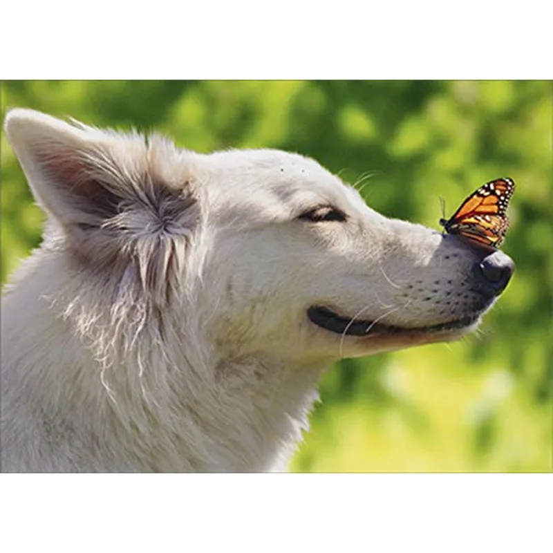 Butterfly Friend Card – White dog with a monarch butterfly on its nose, no text – Greeting Card in black