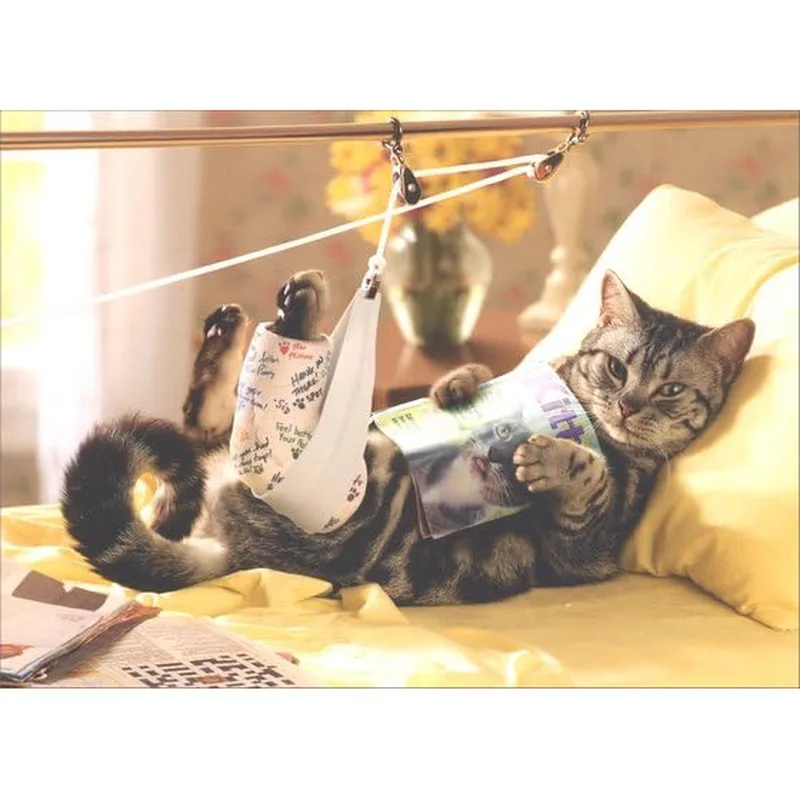 Injured Cat Card: A Tabby Reading in Traction
