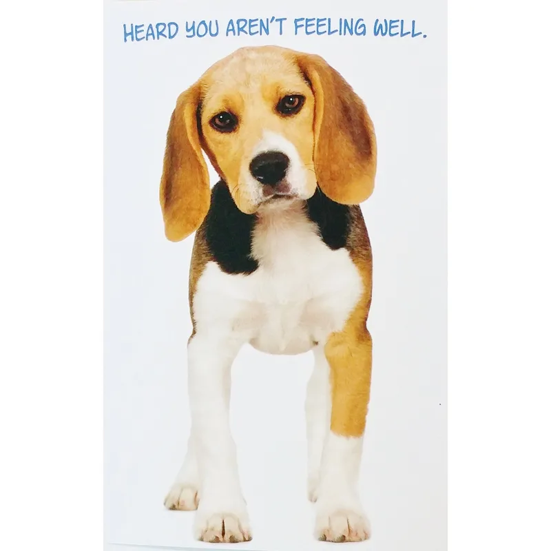 Beagle Get Well Card: Heard You Aren’t Feeling Well