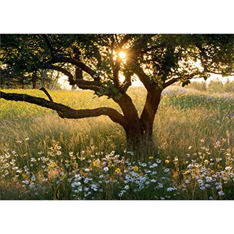Sunrise Meadow Card: A Tree in a Field of Daisies