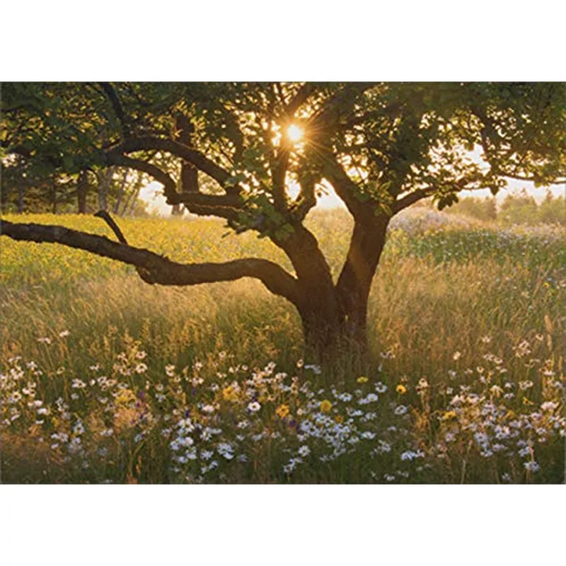 Sunrise Tree Card – Greeting Card in natural