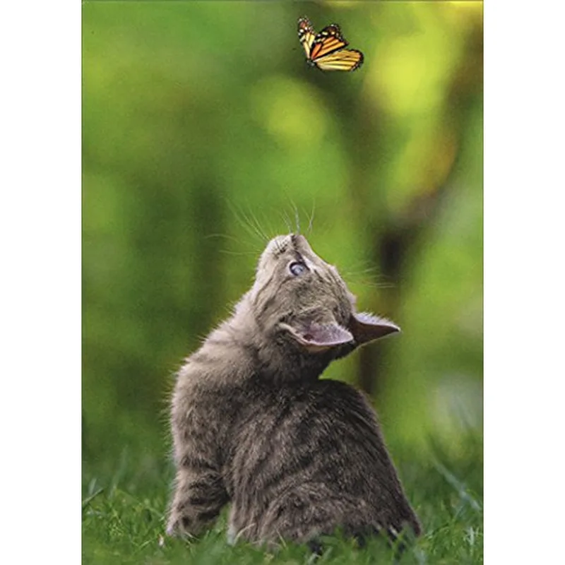 Gray Kitten Butterfly Thinking of You Card