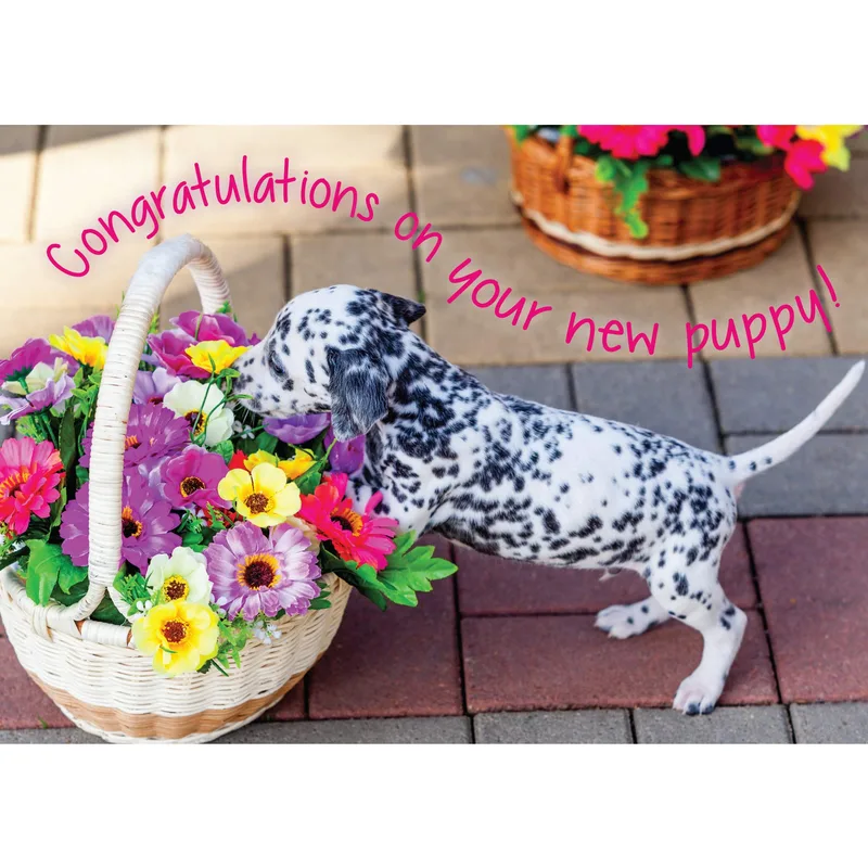 Puppy Flower Basket Congratulations Card for New Dalmatian Owners