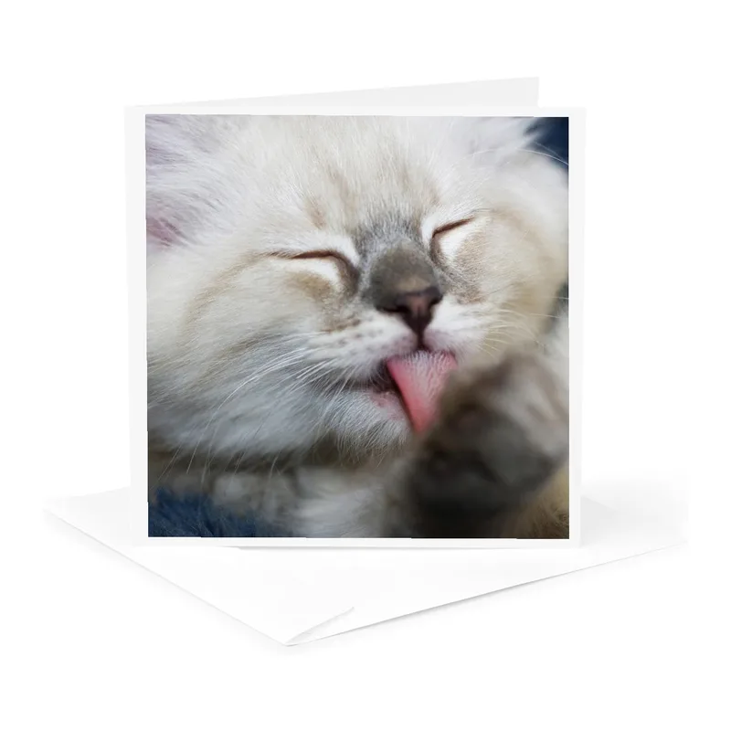 Cat Close-Up Photo Card for a Ragdoll Kitten Greeting