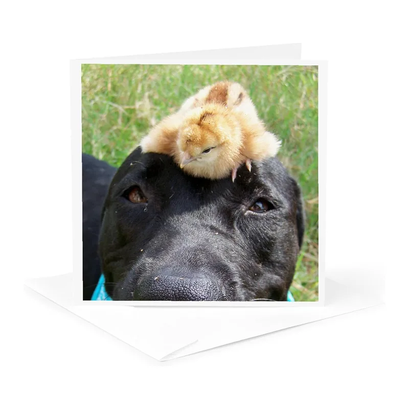 Chick on Dog Photo Card features a black dog