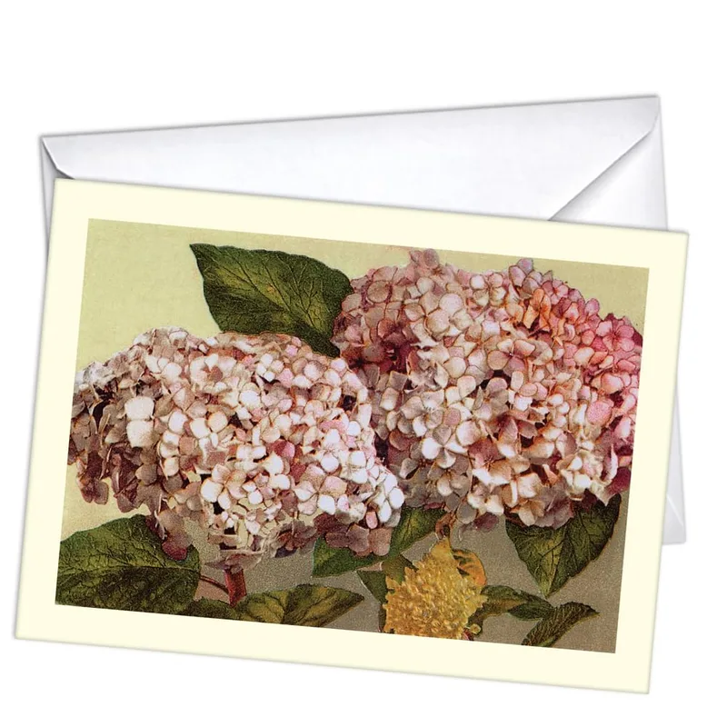 Pink Hydrangea Blossoms Sympathy Card Vintage Floral Tribute