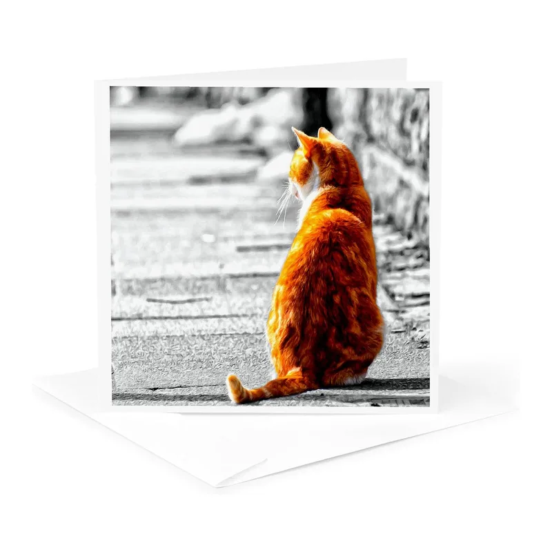 Orange Tabby Cat Photo Card: A Sympathy Greeting for Pet Lovers