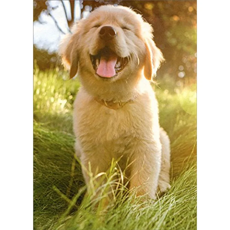 Golden Puppy in Grass Card