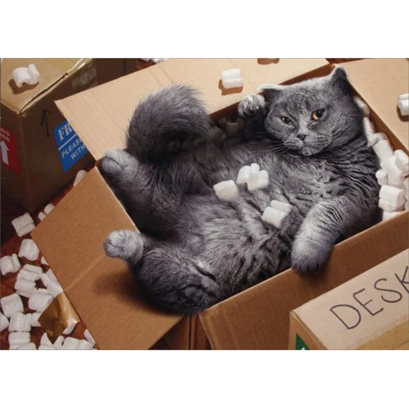 Grey Cat in Box Card for Pet Loss Comfort