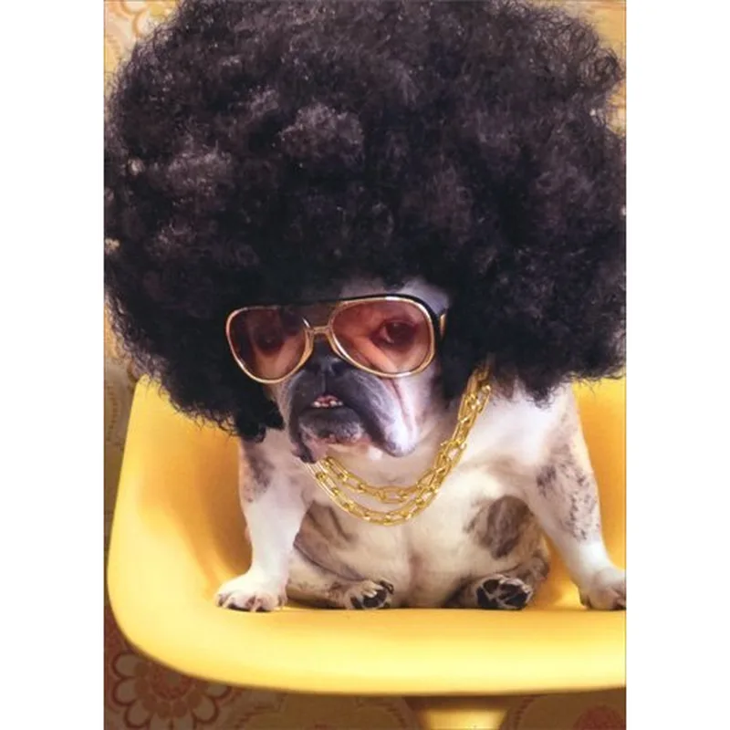 Bulldog with Afro Wig Card: A Fun Way to Send Comfort