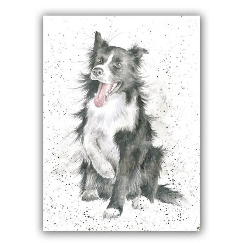 Gray Sketch Border Collie Card features a joyful watercolor