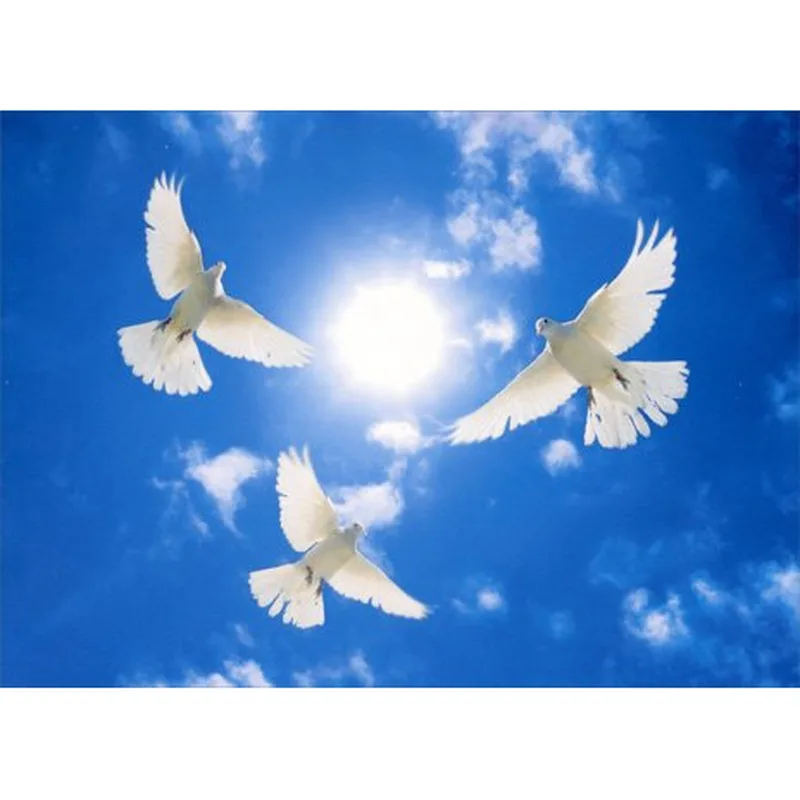 Three White Doves Blue Card: A Sympathy Design with Circling Pigeons