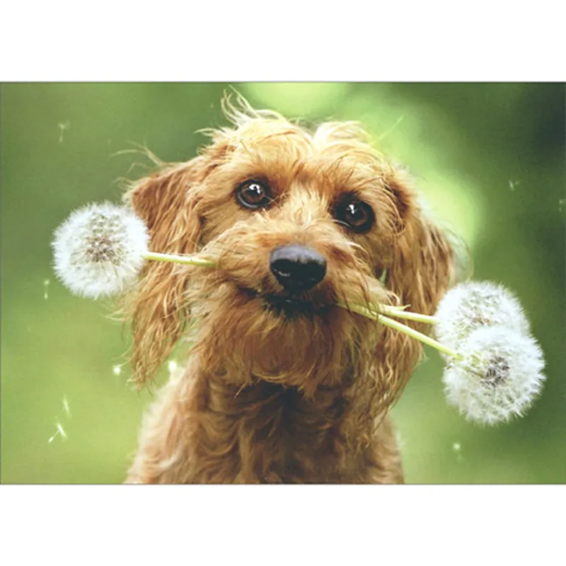 Brown Dog with Dandelions Card: A Gentle Pet Tribute