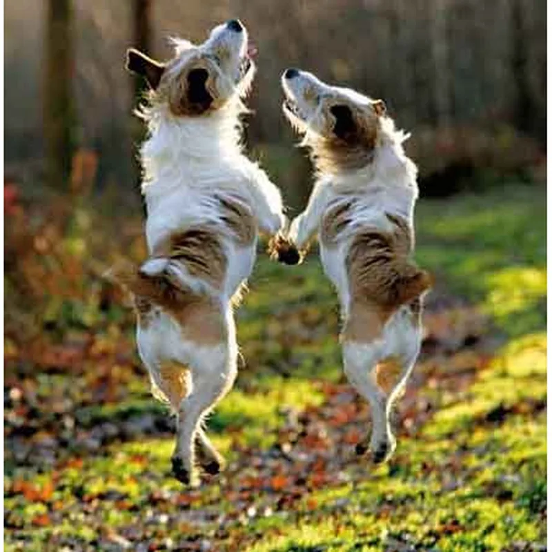 Jack Russell Dogs Jumping Card Celebrating Canine Energy