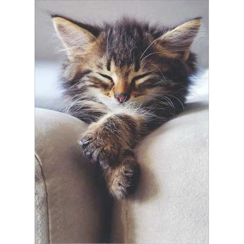 Sleeping Tabby Kitten Card: A Gentle Sympathy Note for Pet Lovers