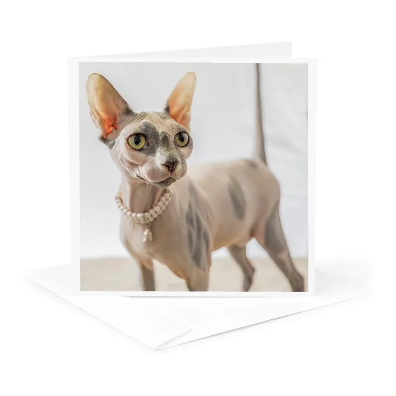 Sphynx Cat with Pearls Card: A Dignified Hairless Feline