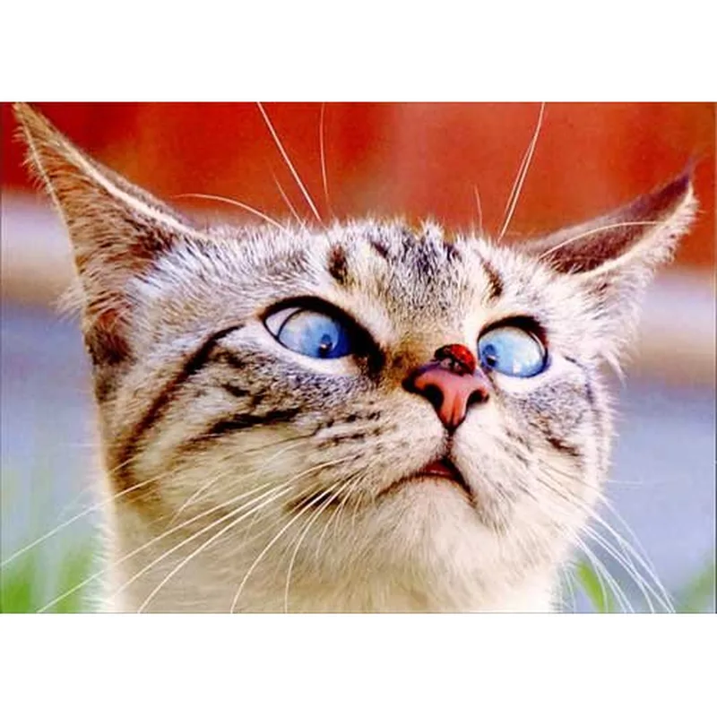 Blue-Eyed Tabby Cat Card: A Gentle Tribute to a Feline Friend