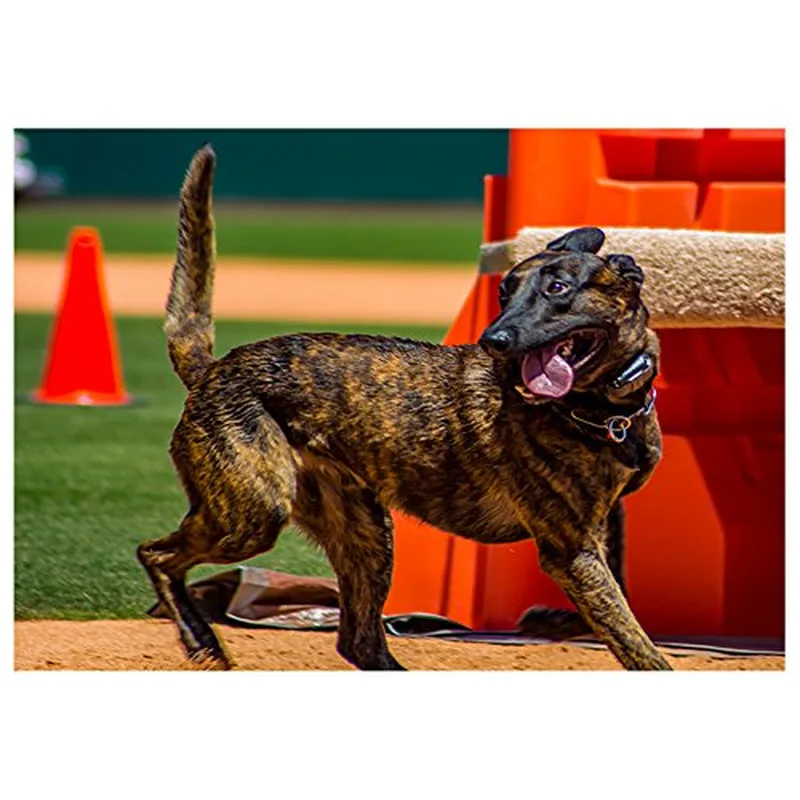 Police Dog Running Card – Brindle police dog running past orange cones on a dirt course – Greeting Card in natural