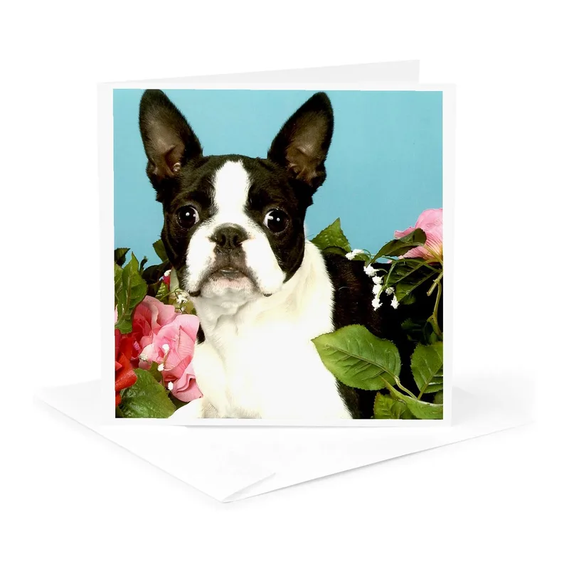 Boston Terrier Pink Flowers Card: A Sympathy Greeting for Pet Lovers