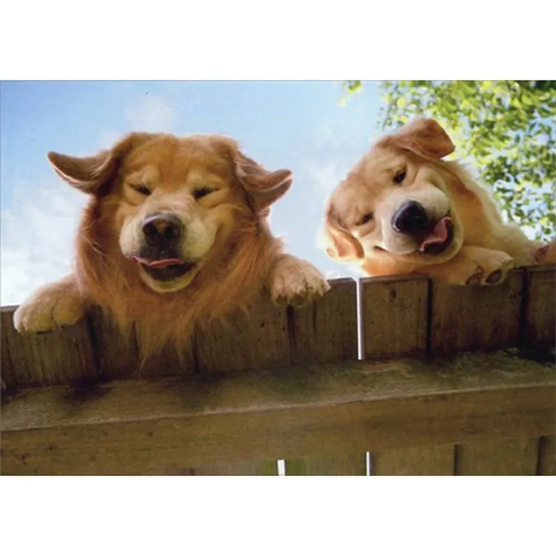 Golden Retriever Card for Get Well Wishes and Smiles