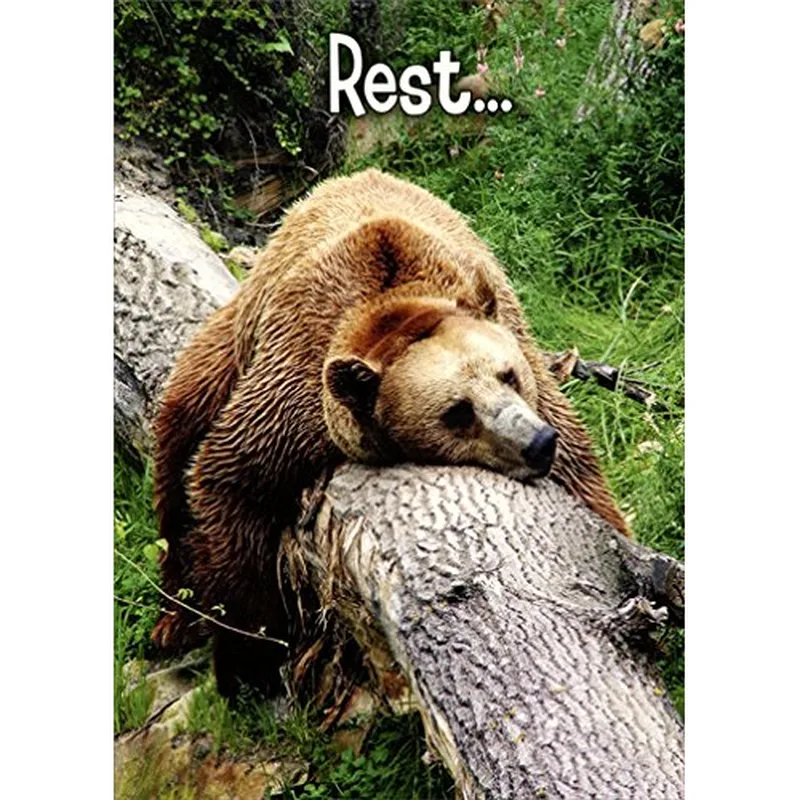 Tired Bear Card: A Grizzly Who Knows Exactly How You Feel