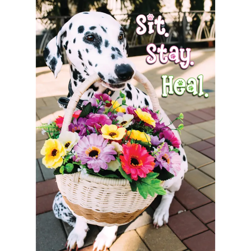 Dalmatian Flower Basket Get Well Card for Recovery